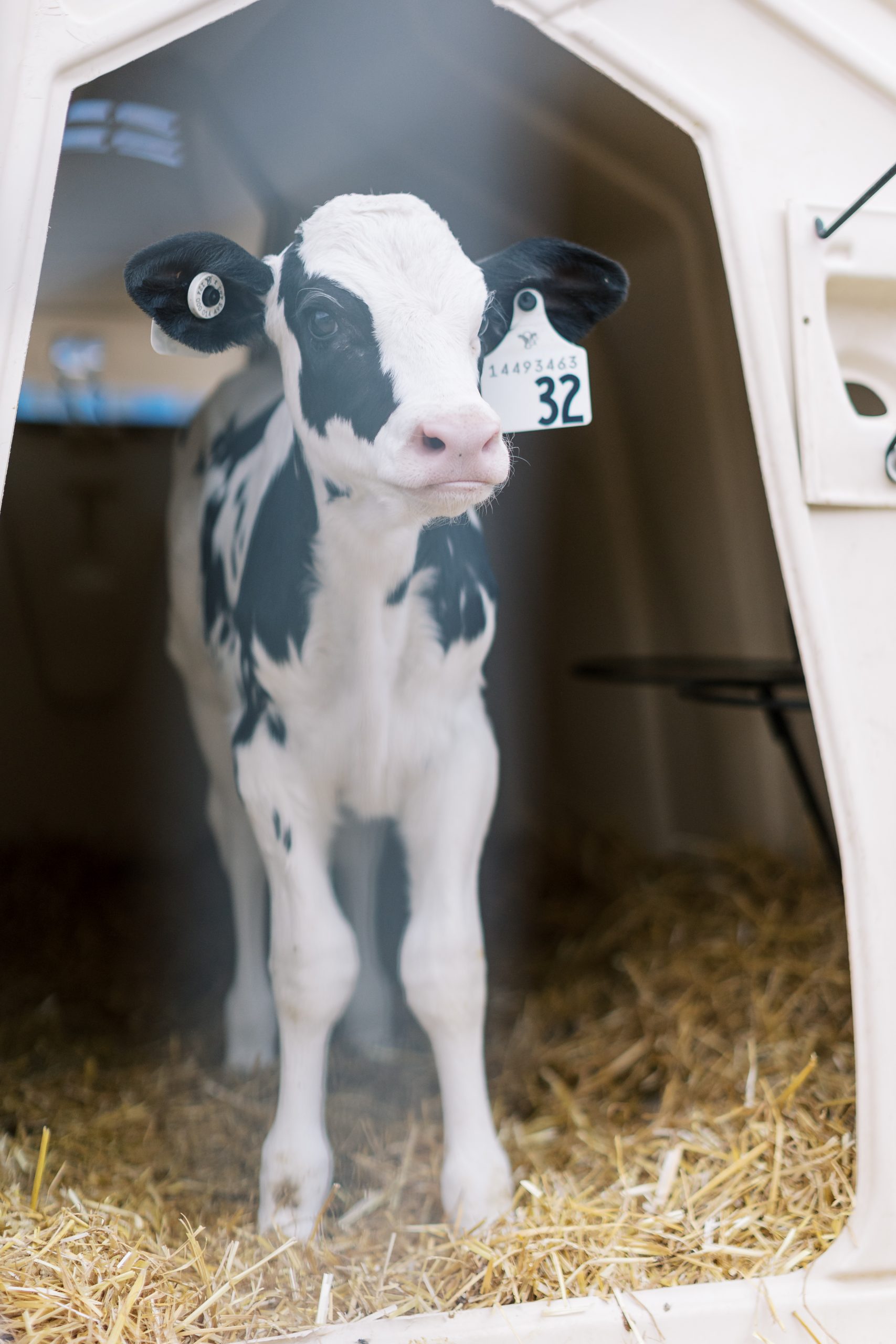 Calf in calf hutch.